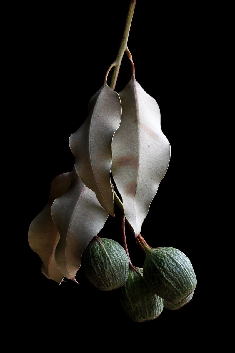 Botanical Photograph By Nadia Culph, 24 X 35", Dried Gum Nuts Stem, Original Artwork