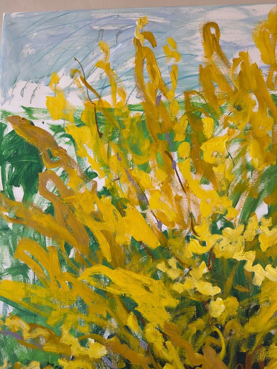 Forsythia in my garden.