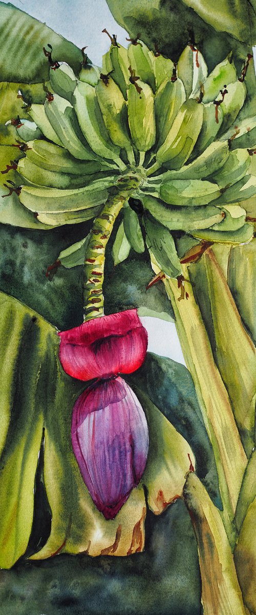 "Bananas" - original tropical green watercolor by Delnara El