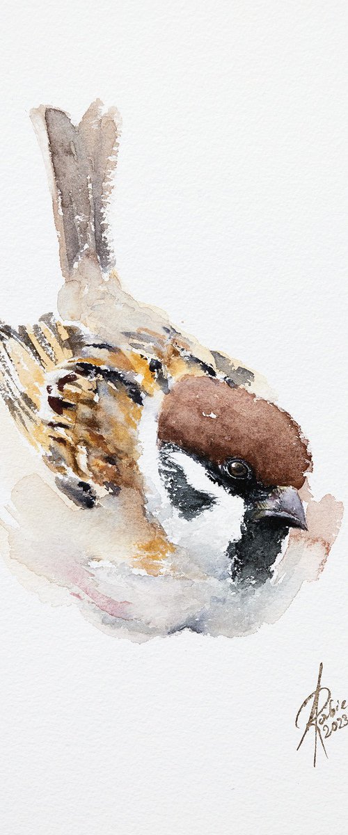 Tree Sparrow by Andrzej Rabiega
