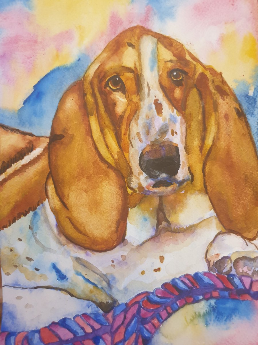 Basset pup by Nicky Campbell