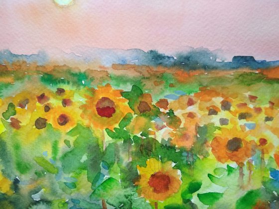 Summer field sunflowers 2