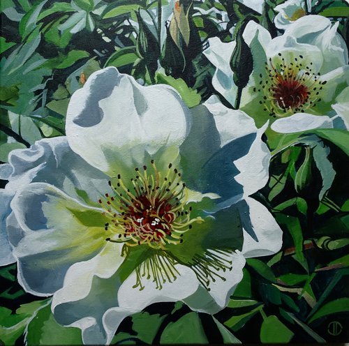 Wild Rose by Joseph Lynch