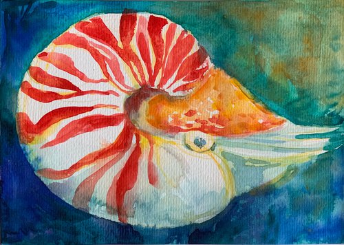 Nautilus by Olga Pascari