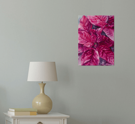 Poinsettia magenta flower