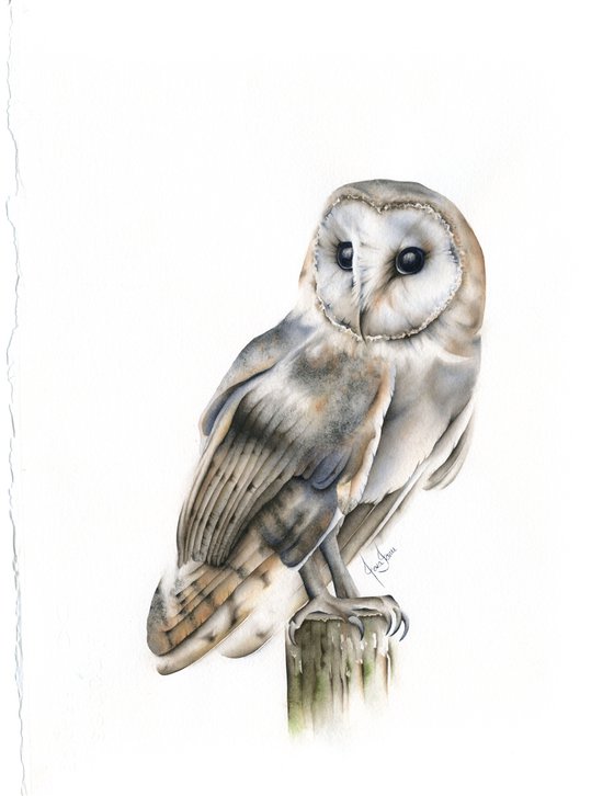 Evening Owl