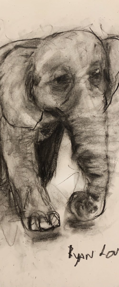 Happy Elephant - Small Drawing by Ryan  Louder