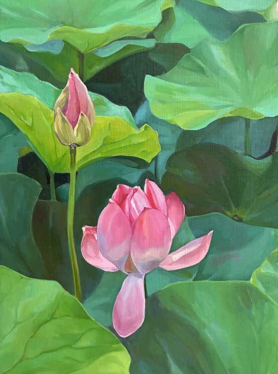 Lotuses. Pond. Time of youth