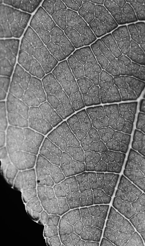 Leaf Veins X [Framed; also available unframed] by Charles Brabin