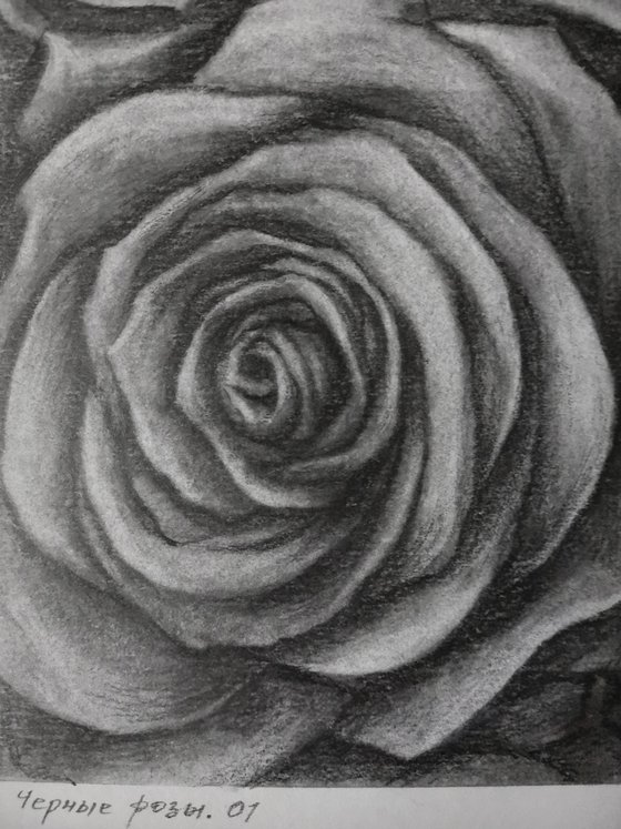 Black Roses. Graphite Flowers Series