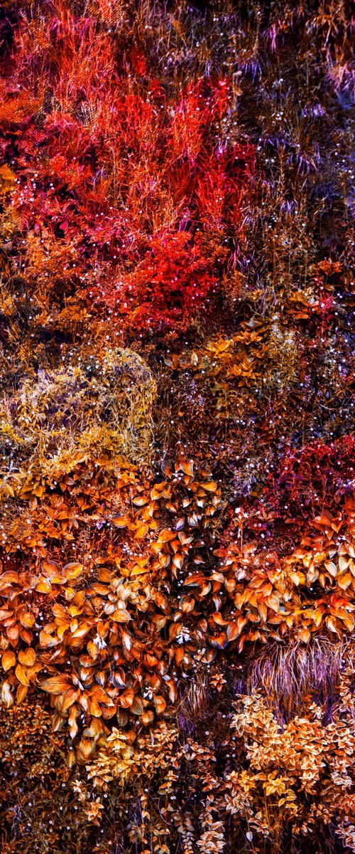 Wall of Nature LXII (Framed) by Viet Ha Tran