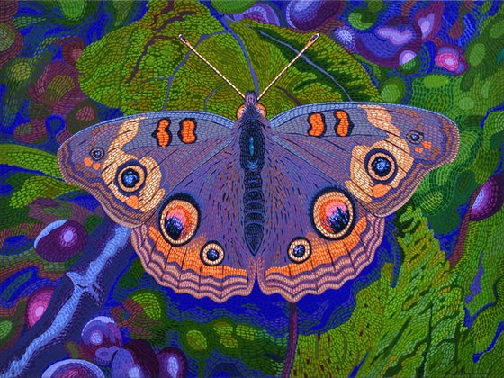 Buckeye Butterfly