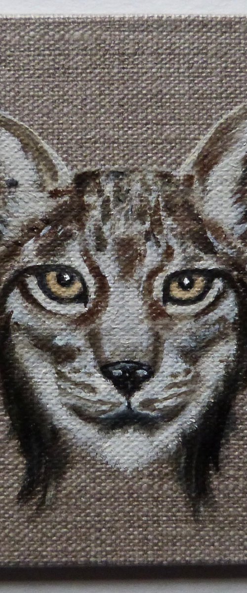 Lynx by Kate Willows