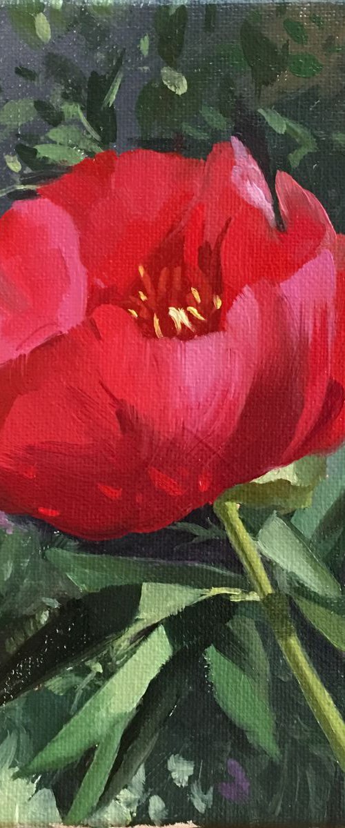 Peony by Ling Strube