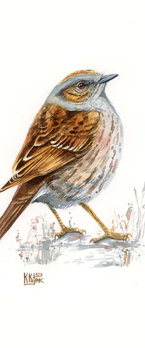 The dunnock bird by Karolina Kijak