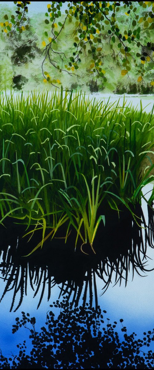 Reeds on a pond by John Kerr