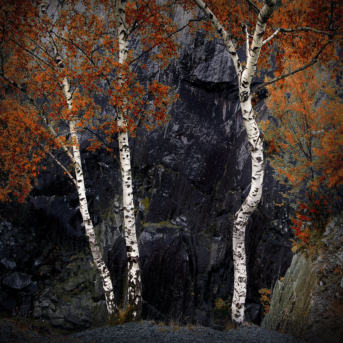 Cumbria Birches by DAVID SLADE