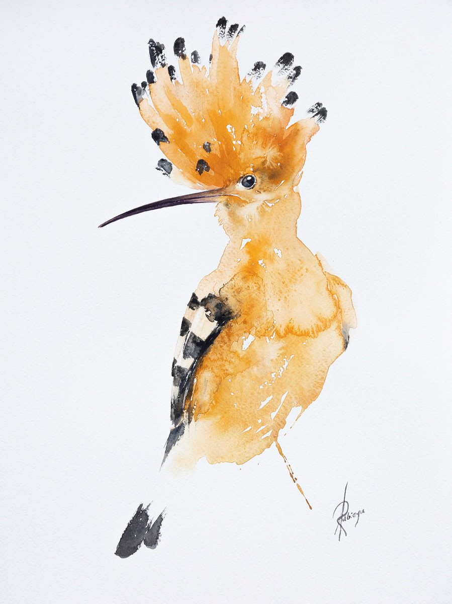 Eurasian hoopoe by Andrzej Rabiega