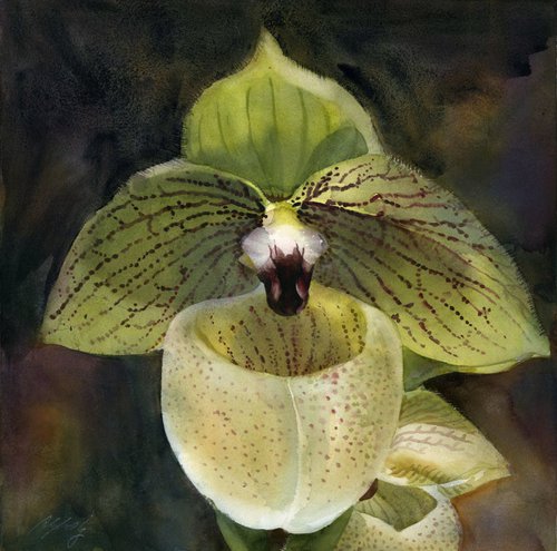 light green ladyslipper orchid by Alfred  Ng