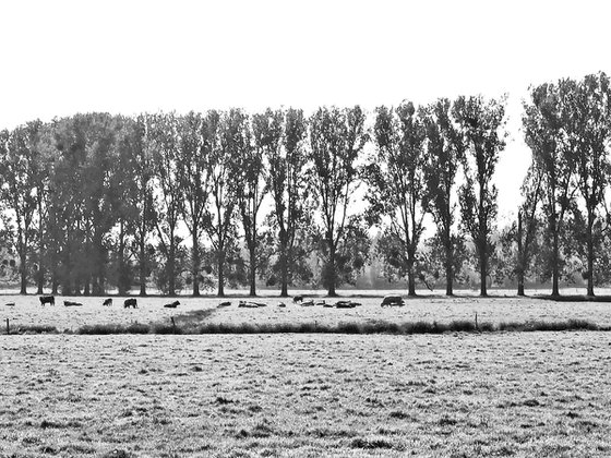 River Epte Poplars