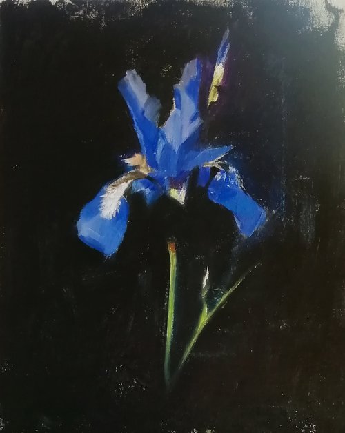 Night iris by Rosemary Burn