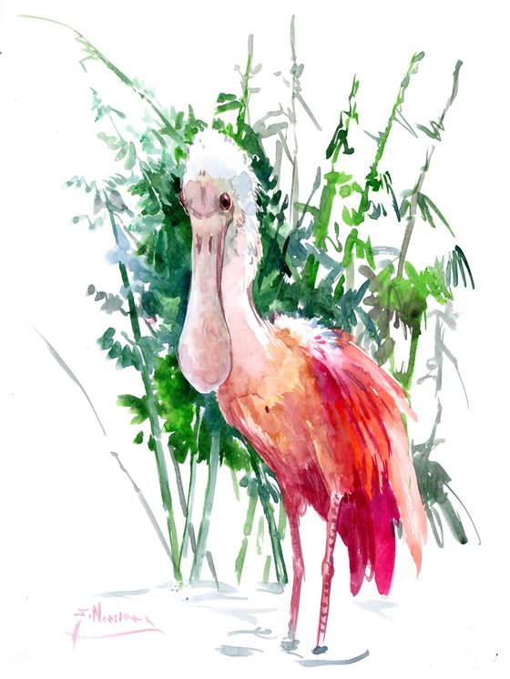 Roseate Spoonbill