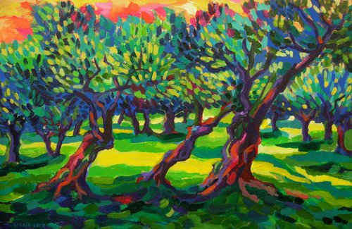 Sunset in olive orchard by Maja Grecic