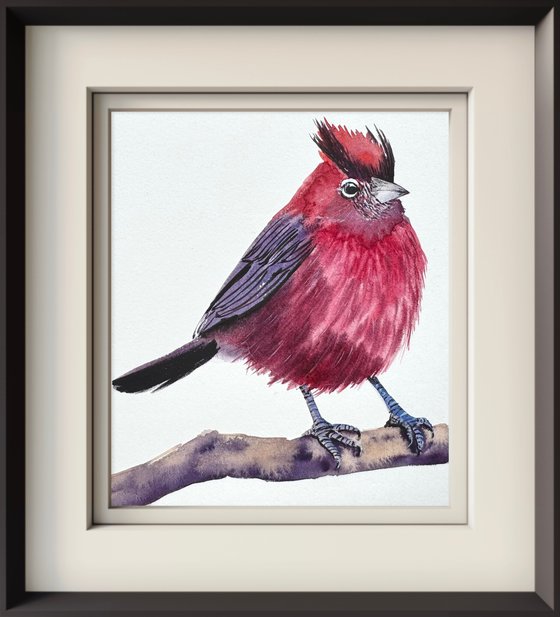 Red pileated finch Bird
