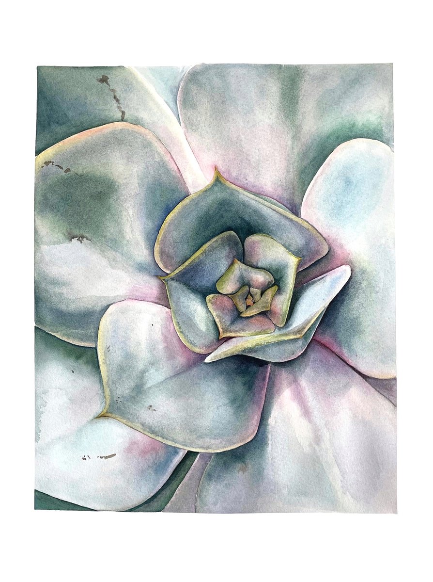 Illustrative Botanical Watercolour By Julia Gorislavska, 11 X 15", Echiveria, Original Artwork