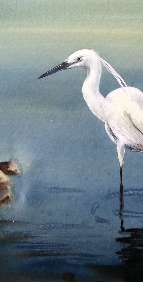 Great White Egret  - egret bir by Olga Beliaeva Watercolour