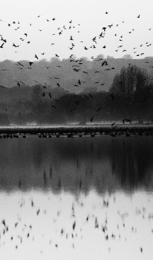 Gulls at Dusk by Charles Brabin