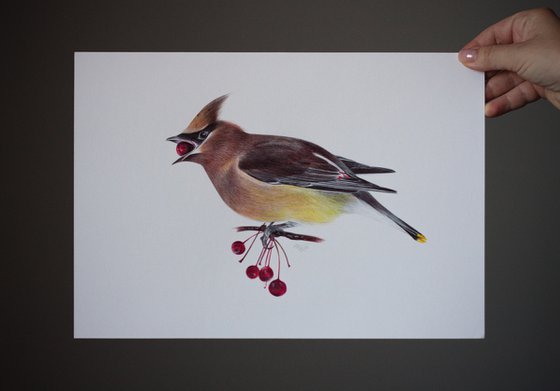 Bohemian Waxwing