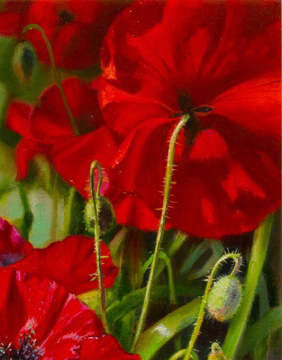 "Scarlet poppies" flowers poppies realism liGHt original painting   GIFT (2018)