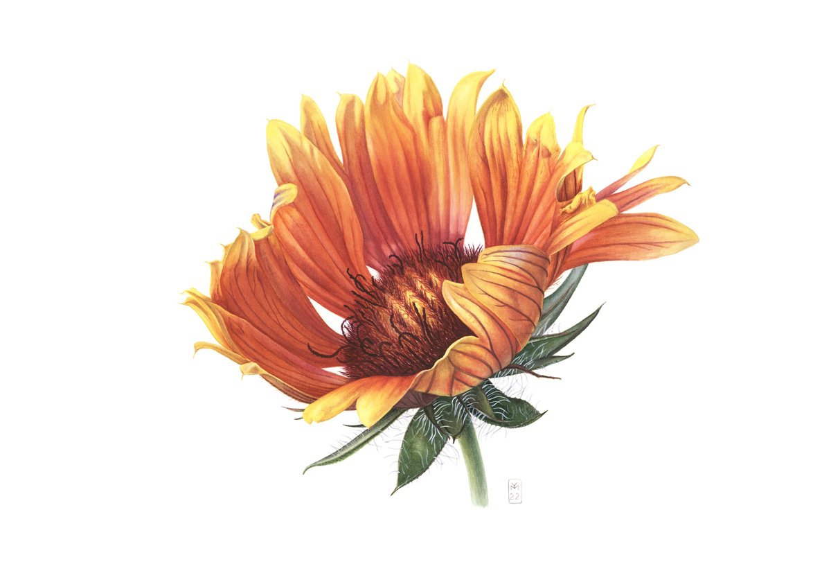 Photorealistic Botanical Watercolour By Yuliia Moiseieva, 22 X 15", Yellow Gaillardia, Original Artwork