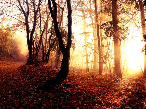 Sunrise in foggy forest - 60x80x4cm print on canvas 05087a1 READY to HANG