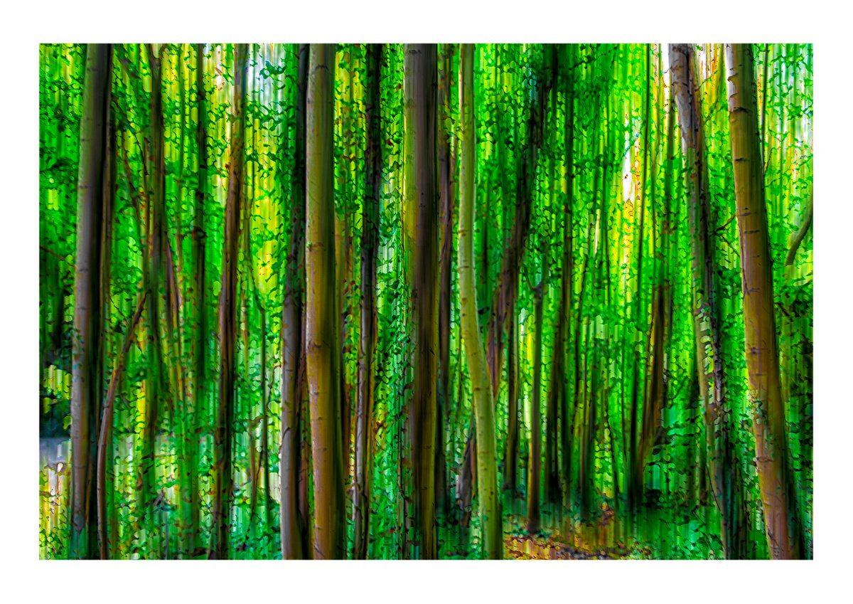 Abstract Forest 1. Limited Edition 1/50 15x10 inch Photographic Print by Graham Briggs