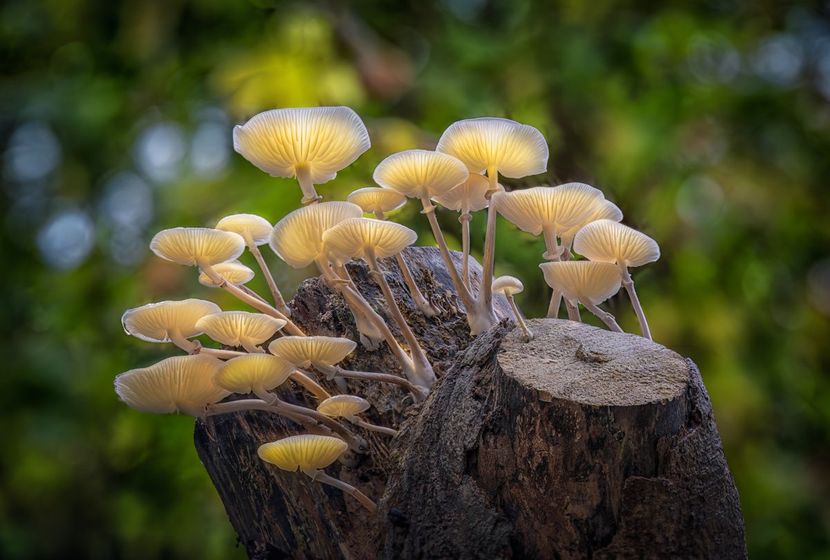 Botanical Photograph By Paul Nash, 24 X 16", Magic Mushrooms, Original Artwork