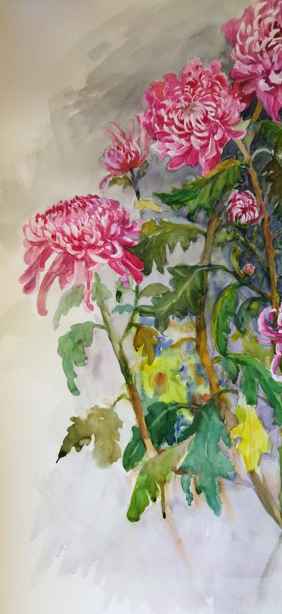 Pink Chrysanthemums Elegance