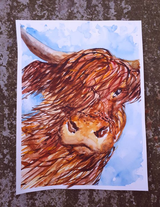 "Highland cow"