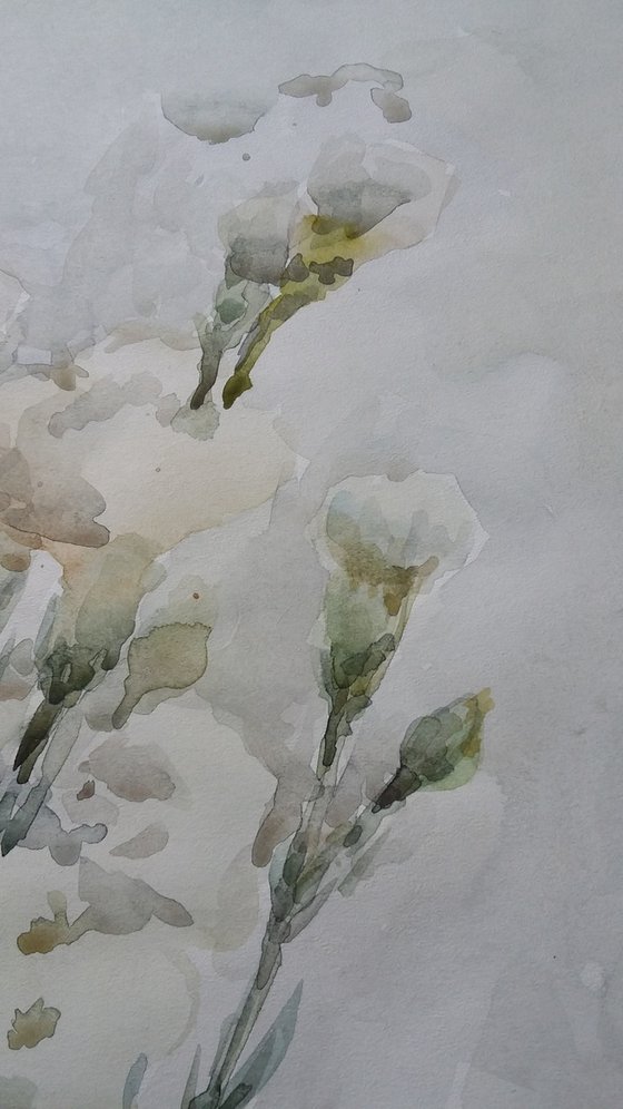 White carnation. Original watercolour painting