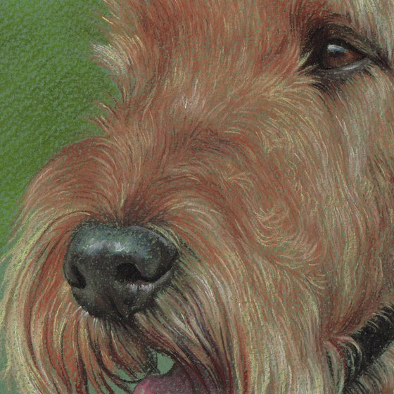 Pastel portrait of airedale terrier