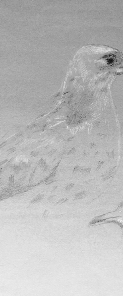 Albatross. Original pencil drawing on gray paper. by Yury Klyan