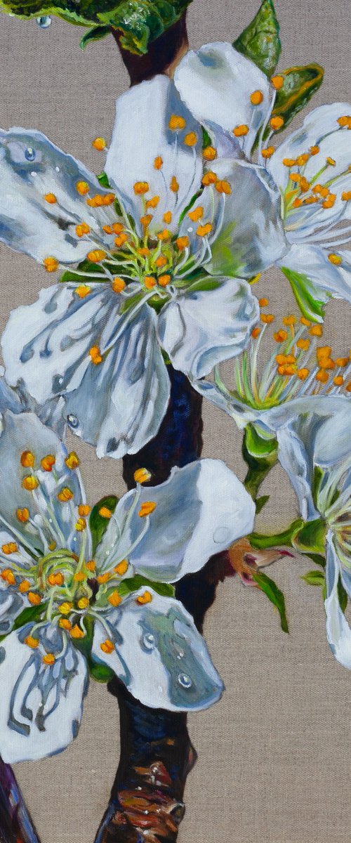 Plum Blossom by Liudmila Pisliakova