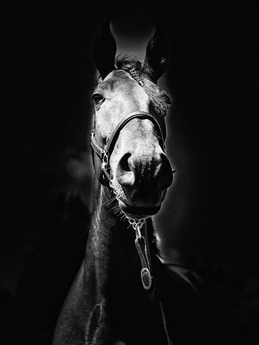 Noble Equus by Marc Ehrenbold