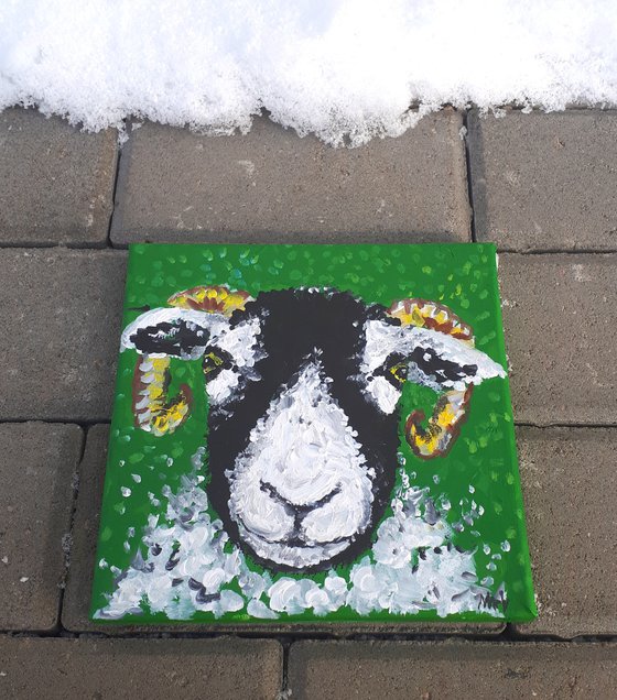 "Swaledale sheep I"