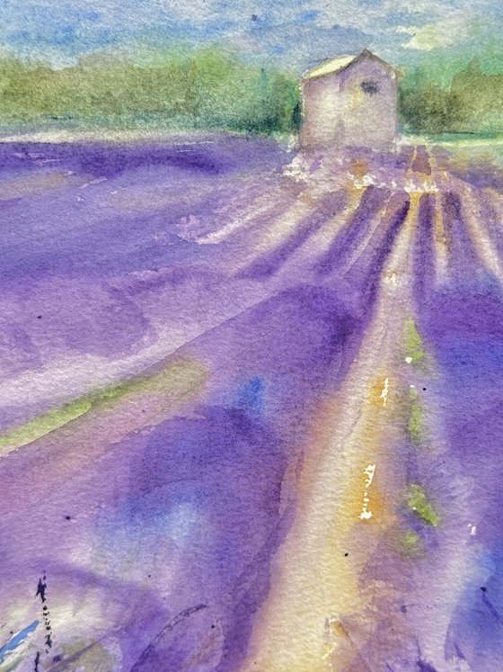 Fields of Provence 2