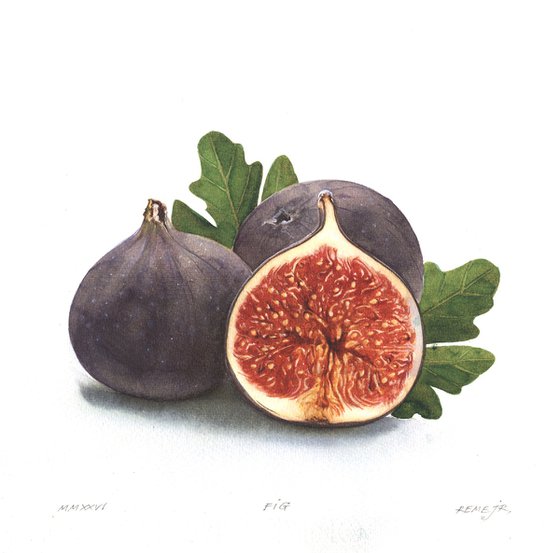 Fig
