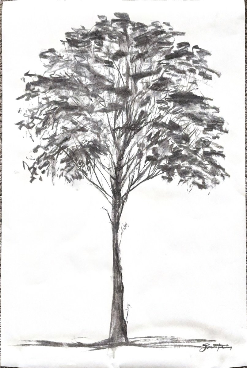 Expressive Charcoal Drawing , Sketch Of Tree By Gozde Temiz Istanbul, 18 X 28, Artwork For Sale On Artfinder