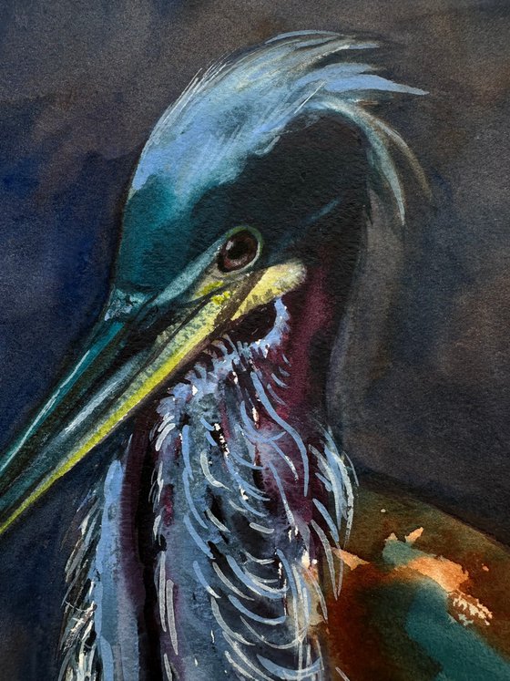 Agami Heron