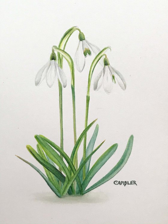 Snowdrops